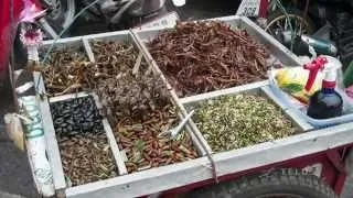 Everything you Need to Know About Eating Insects