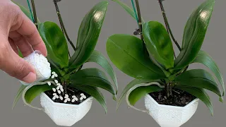 Just 1 small spoon! Any orchid grows well without the need for other fertilizers