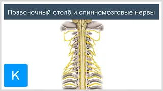 Позвоночный столб и спинномозговые нервы - Анатомия человека | Kenhub
