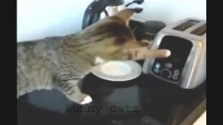 Funny Cat Videos Compilation Funny Cats Video Funny Animals Funny Fails 2014 Funny Videos