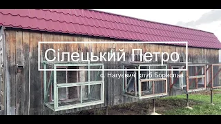 Сілецький Петро - історія голубів (с. Нагуєвичі клуб Борислав)