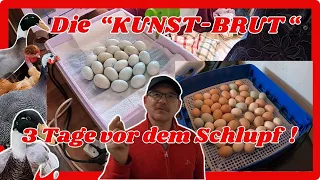 Die Kunst-Brut ! Die Eier kommen auf das Schlupfgitter ! 3 Tage vor dem Schlupf .