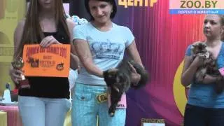 Лучшие котята. 1-й день выставки