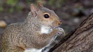 The Great Squirrel Mystery — Urban Nature