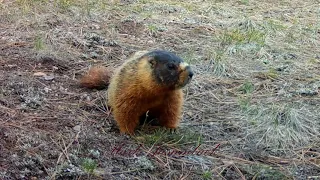 Yellow-bellied Marmot Apr May 2023