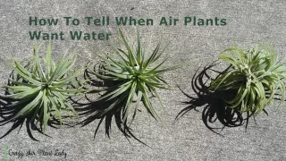 How to Tell When Air Plants Want Water