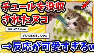 【2ch動物スレ】大好きなチュールを取り上げられたネッコさん→反応が可愛すぎるwww