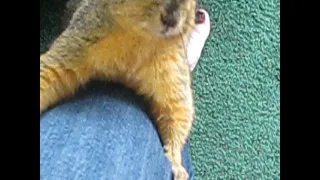 Squirrel begging to come into my house