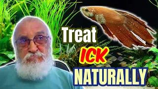 TREATING ICK THE NATURAL WAY