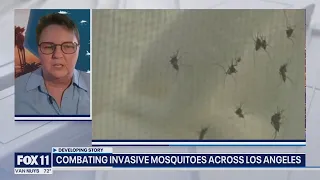 Fighting mosquitoes with more mosquitoes