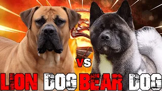 Boerbeol vs American Akita | American Akita vs Boerboel | Powerful Guard Dog? | Billa Boyka |