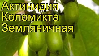 Актинидия коломикта Земляничная. Краткий обзор, описание характеристик, где купить саженцы