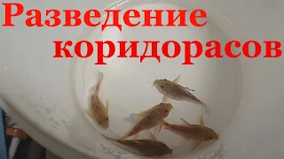 Крапчатый сомик разведение Коридорас крапчатый