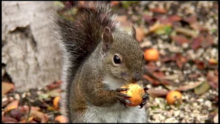 Drunken Squirrel