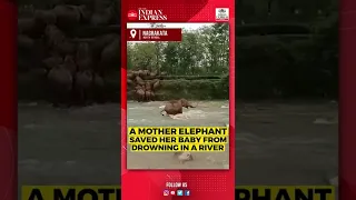 WATCH | Mother elephant saves calf from drowning in river