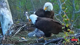 Peaceful Breakfast/ Dinner Showdown 😂 - Little Miami Conservancy: Baker, Bette, LM5, LM6, LM7 (4/22)