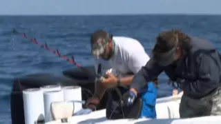 Panama Black Marlin Preview - Episode 303