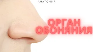 Орган Обоняния - Площадь, Расположение, Клетки