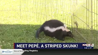 Zoo Buddies: Striped Skunk!