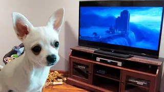 My dog howling to a German shepherd howling with wolves from Zootopia♥