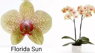 Орхидеи с названиями солнечных оттенков от жёлтого до рыже- красного. Orchids with names.