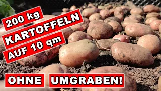 GENIAL 😱 3x mehr Kartoffeln 🤯 mit diesem  Trick 😲 Kartoffel anbauen