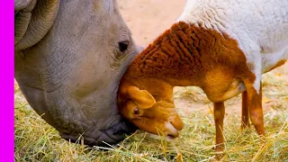 Baby Rhino Is Best Friends With Dog And Lamb | Oddest Animal Friendship | Love Nature