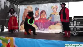 Выступление медведя на празднике "Широкая Масленица"