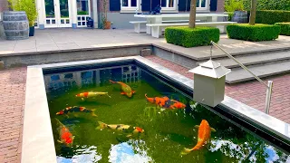 JUMBO KOI! 8000 & 7000 Gallon ponds | Valuable collection