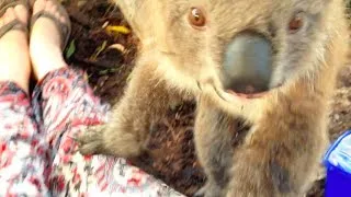 Koala Wants A Cuddle