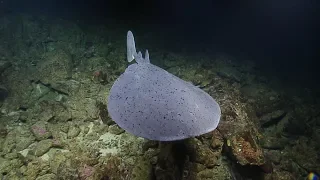 Pacific Electric Ray Dazzles From a Distance  | Nautilus Live