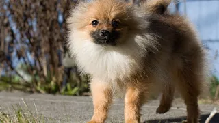 Pomeranian Life Hacks Tips for Pomeranian Owners