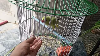 Indian Ringneck Parrot first molting | Cute parrot taking Massage | Funny Parrots