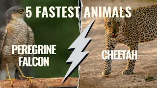 The Fastest Living Animals In The World | 5 Fastest Animals