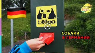 Собакам в Германии живется ХОРОШО! Немцы любят собак. Hunde in Deutschland