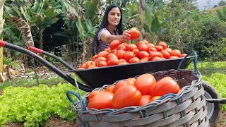 70KG de tomate- fiz molho puro da fruta