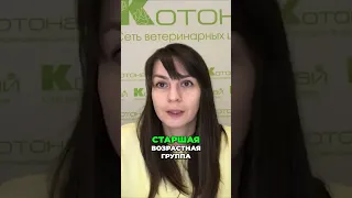 Как распознать инфекцию Герпесвируса у кошек | Все, что вам нужно знать