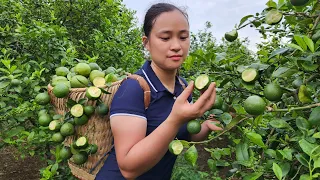 Harvesting Lemons Garden Goes to the market sell - Gardening - Lý Thị Ca