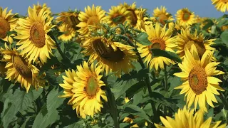 Sunflower Fields | Yellow Sunflowers in 4K/UHD Relax Video 1 Hour Nature Sounds
