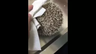 Baby Hedgehog Crying