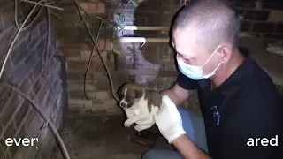 Rescue poor puppy, it wandered in an abandoned house, hungry, cold
