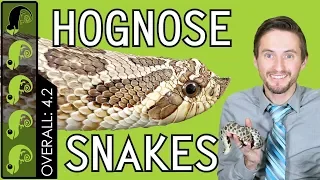 Western Hognose, The Best Pet Snake?