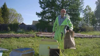 Чтобы рой не слетел. Как правильно посадить рой пчел. Пасека роение