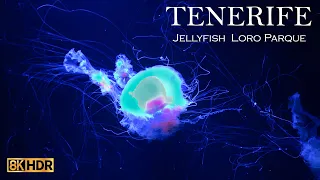 Jellyfish - Loro Parque - Animal Embassy - Puerto de la Cruz -Tenerife  - Canary Islands - Spain  8K