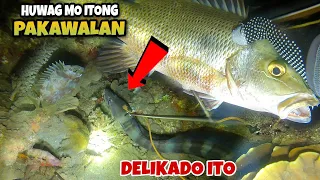 NIGHT SPEARFISHING PHILIPPINES FISH HUNTING AT NIGHT