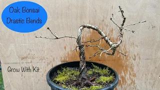 Making an Oak Bonsai with Drastic Bends