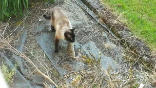 Rabbit Escapes Cat, Gets Eaten by Owl || ViralHog