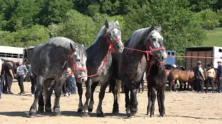 Targ expozitional de cai Bradeni, Sibiu 6 Mai 2024 Nou!!!