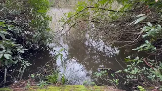 Long Forgotten Carp Lake (Visit)