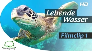 LEBENDE WASSER - Filmclip 1 - "Orientierung der Schildkröten" - deutsch